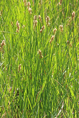 Carex douglasii