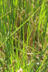 Carex douglasii