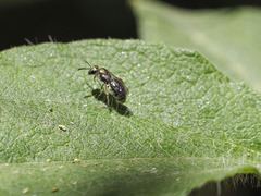 Lasioglossum loetum