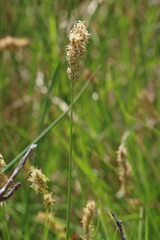 Carex douglasii