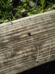 Diptera