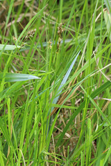 Carex douglasii