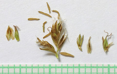 Carex douglasii