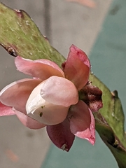 Epiphellia