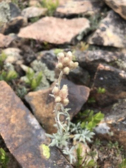 Antennaria rosea