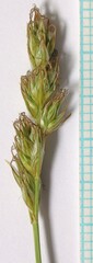 Carex douglasii