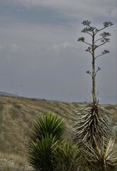 Agave karwinskii