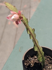 Epiphellia