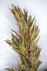 Carex douglasii