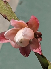 Epiphellia