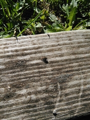 Diptera