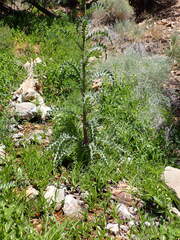 Cirsium mohavense