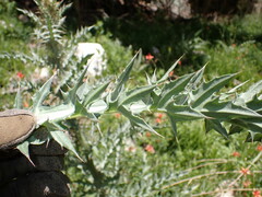 Cirsium mohavense