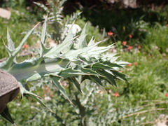 Cirsium mohavense