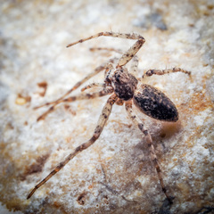 Philodromus buxi