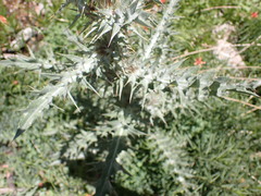 Cirsium mohavense