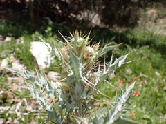 Cirsium mohavense