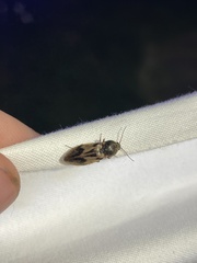 Stropenron hieroglyphica