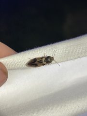 Stropenron hieroglyphica