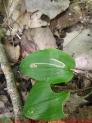 Liriomyza smilacinae