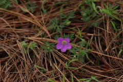 Geranium potentillifolium