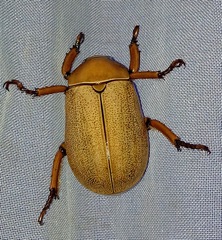 Pelidnota strigosa