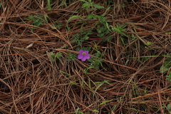 Geranium potentillifolium