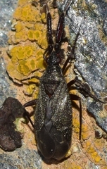 Excentricus planicornis