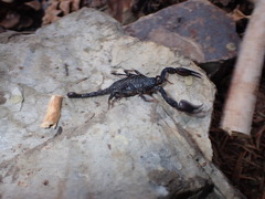 Uroctonus mordax