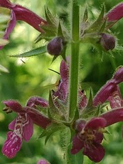Anthophora furcata