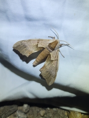 Smerinthus saliceti