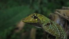 Anolis princeps