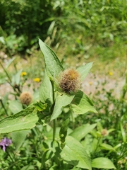 Centaurea rhaetica