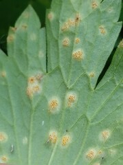 Aecidium ranunculi-acris