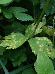 Aecidium ranunculi-acris