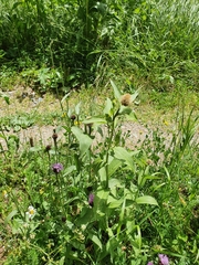 Centaurea rhaetica
