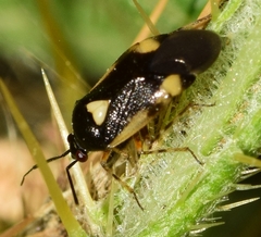 Deraeocoris cordiger
