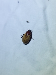 Cyclocephala melanocephala