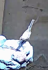 Curruca melanocephala