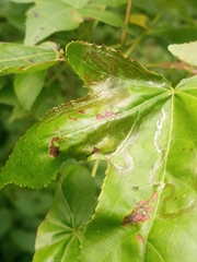 Phyllocnistis liquidambarisella