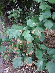 Crataegus pseudomelanocarpa
