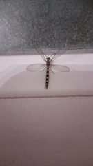 Neuroleon ochreatus