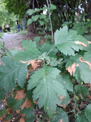 Crataegus pseudomelanocarpa