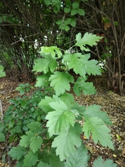 Crataegus pseudomelanocarpa