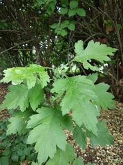 Crataegus pseudomelanocarpa