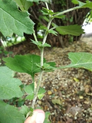 Crataegus pseudomelanocarpa