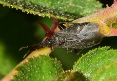 Excentricus planicornis