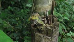 Anolis princeps