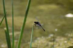 Erythrodiplax basifusca