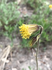 Arnica parryi